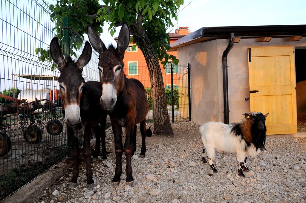 Agriturismo Al Barco Sommacampagna Eksteriør bilde