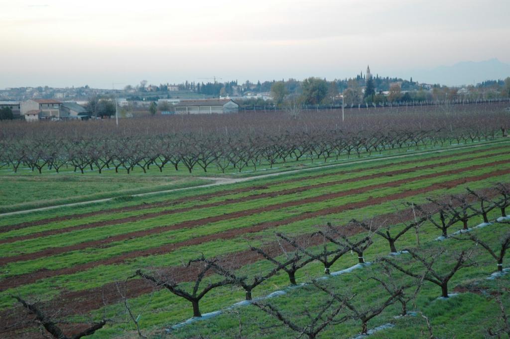 Agriturismo Al Barco Sommacampagna Rom bilde